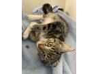 Adopt Tai Lee a Domestic Short Hair