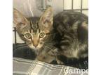 Adopt Camper a Bengal, Domestic Short Hair