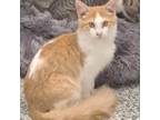 Adopt Charley a Domestic Short Hair