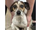 Adopt Gunner a Beagle