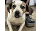 Adopt Flash a Beagle