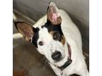 Adopt Homer a Mixed Breed