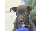 Adopt Bengal a Mixed Breed