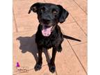 Adopt Greyson a Retriever, Mixed Breed