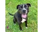 Adopt Maxwell a Pit Bull Terrier, Mixed Breed
