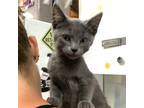 Adopt Elton a Domestic Short Hair