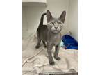 Adopt York a Domestic Short Hair