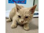 Adopt Jonas a Domestic Short Hair