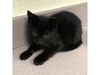 Adopt J Boog a Domestic Short Hair