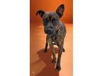 Adopt Cheerio a Mountain Cur, Mixed Breed