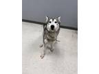 Adopt Ashwin a Husky, Mixed Breed