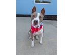 Adopt Lastat a Pit Bull Terrier, Mixed Breed