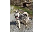 Adopt Bono a Husky