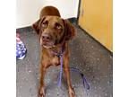 Adopt Snowflake a Mixed Breed