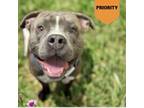 Adopt DJ a Mixed Breed