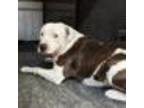 Adopt Boo Boo a Mixed Breed