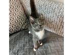 Adopt Heist a Domestic Short Hair