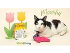 Adopt Mooshu a Domestic Short Hair