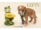 Adopt Lefty a Labrador Retriever, Boston Terrier