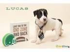 Adopt Lucas a Labrador Retriever, Boston Terrier