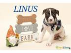 Adopt Linus a Labrador Retriever, Boston Terrier