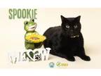 Adopt Spookie a Domestic Long Hair, Domestic Short Hair