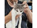 Adopt Aries a Domestic Short Hair