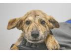 Adopt Flapjack a Hound