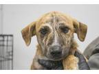 Adopt Waffle a Hound