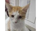 Adopt Steve a Domestic Short Hair