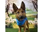 Adopt Chandler a Shepherd