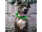 Adopt Azucar a Pit Bull Terrier
