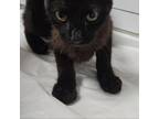 Adopt Obsidian a Domestic Short Hair