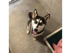 Adopt Porky a Husky