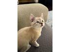 Adopt George a Siamese, Domestic Short Hair