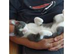 Adopt Bigfoot a Domestic Short Hair