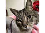 Adopt Marty a Domestic Short Hair