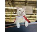 Adopt Jasper a Domestic Short Hair