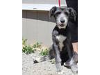 Adopt Citrine a Schnauzer, Poodle