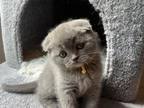 Scottish Fold Kittens