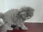 Blue Persian Male