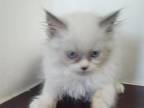 Blue Eyes Persian