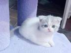 Scottish Fold Kitten