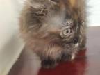 Calico Munchkin