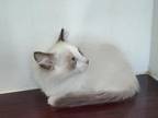 Male Munchkin