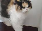 Calico Persian Female
