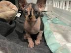 Sphynx