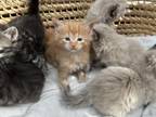 Beautiful Male Kittens