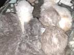 Cfa Persian Kittens For Deposit