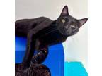 Adopt Muffler a Domestic Short Hair